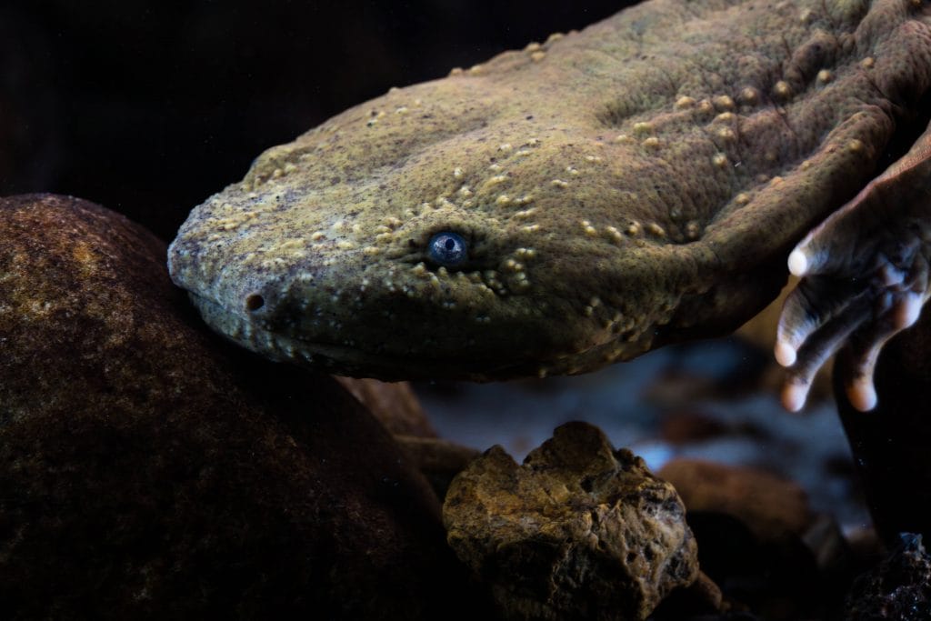 Hellbender