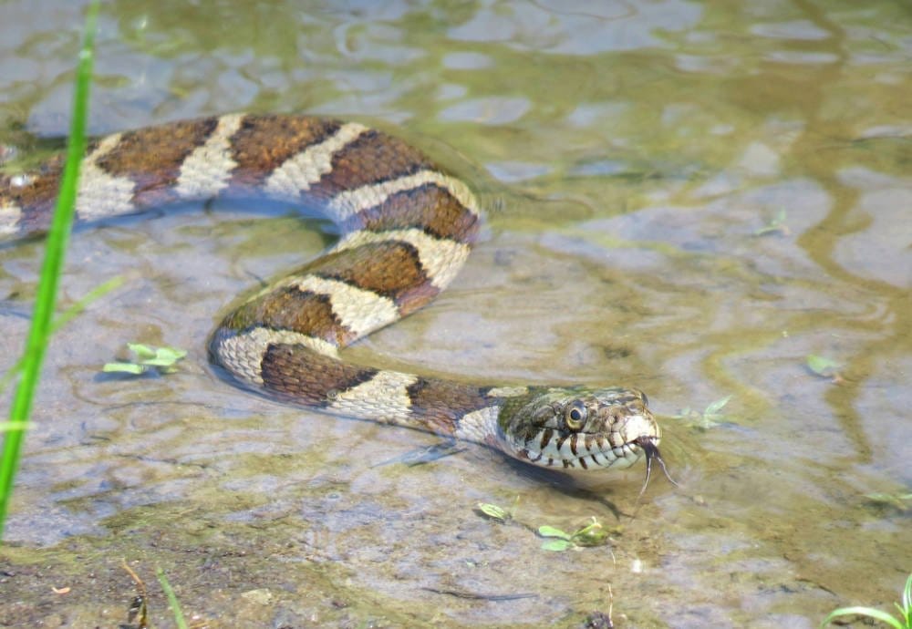 NorthernWatersnake